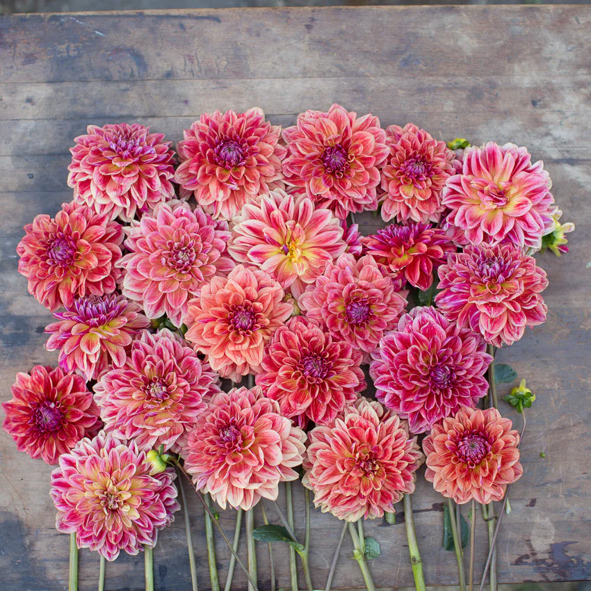 Dahlia All That Jazz - Image 3