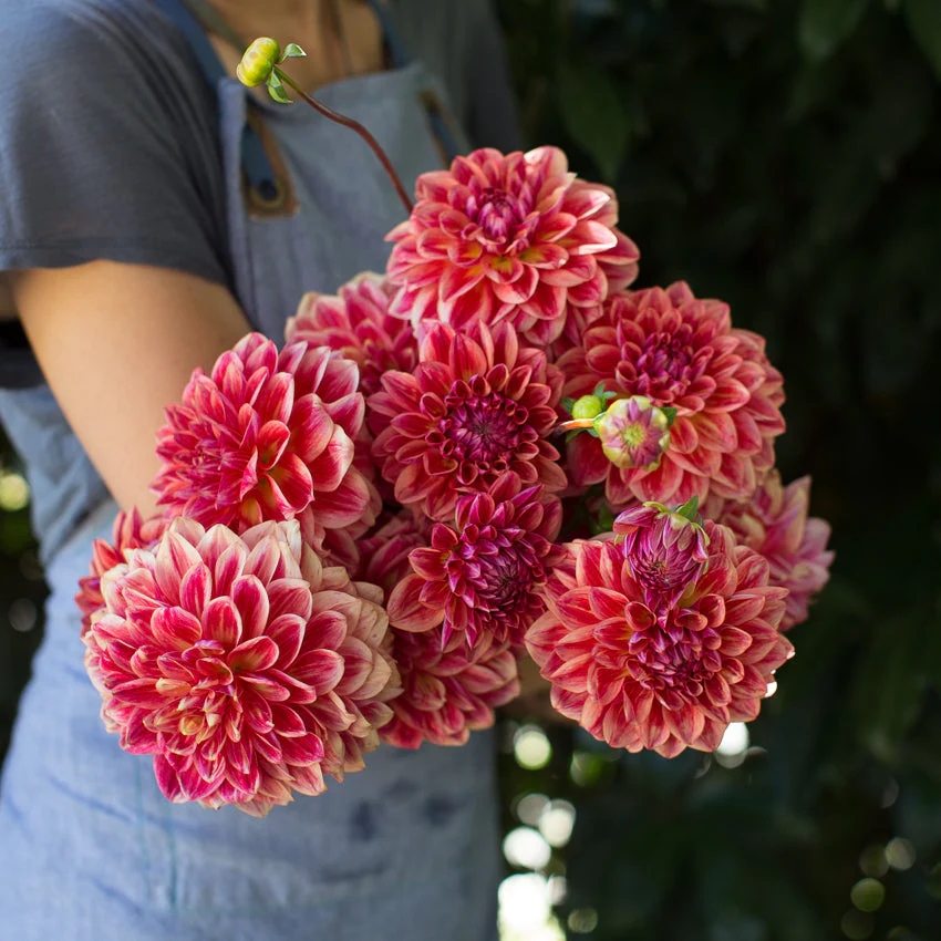 Dahlia All That Jazz - Image 4