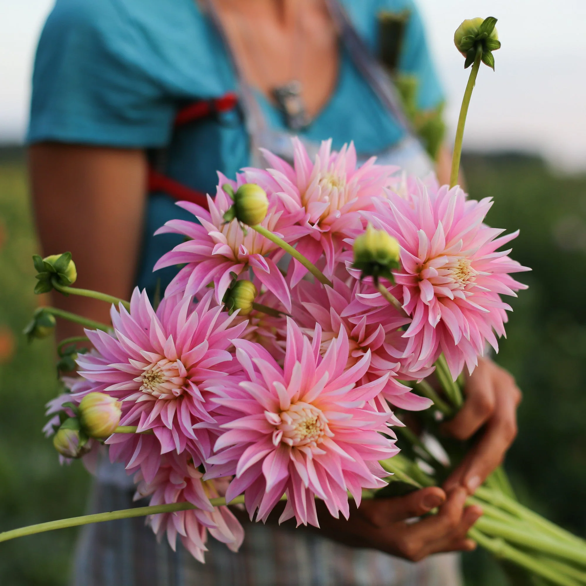 Dahlia Alloway Candy