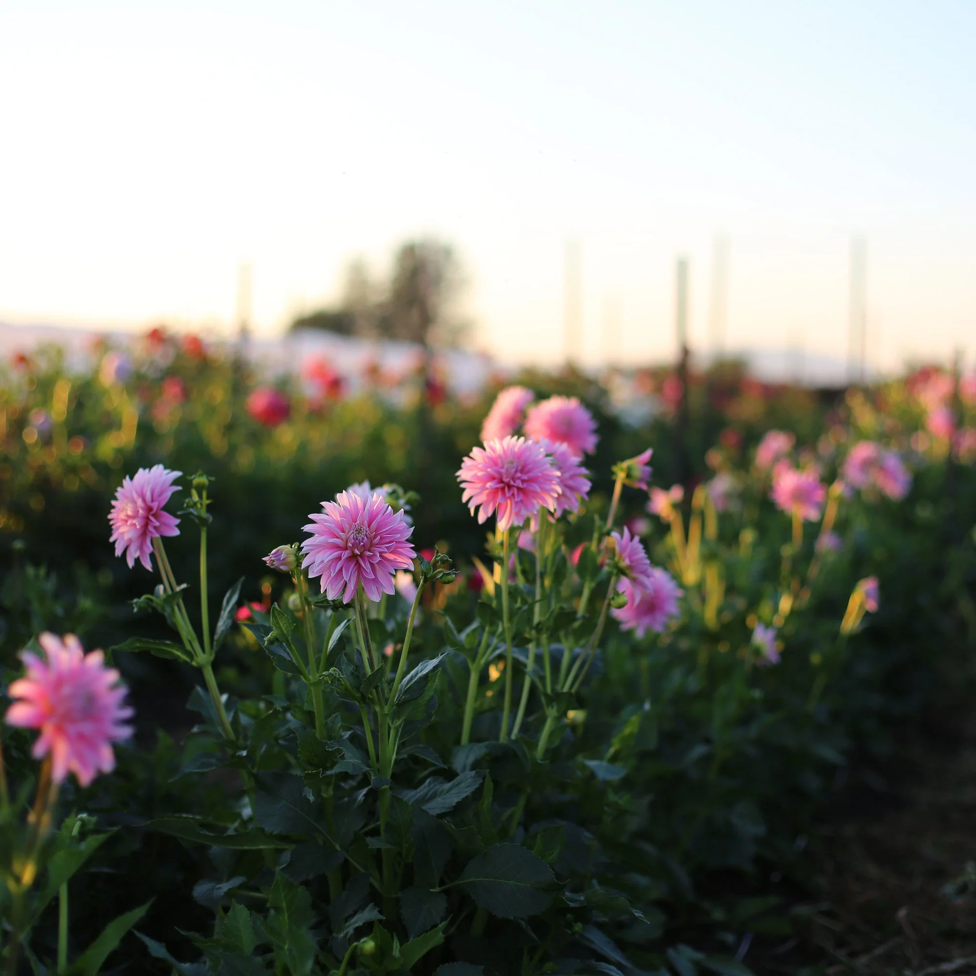 Dahlia Alloway Candy - Image 2