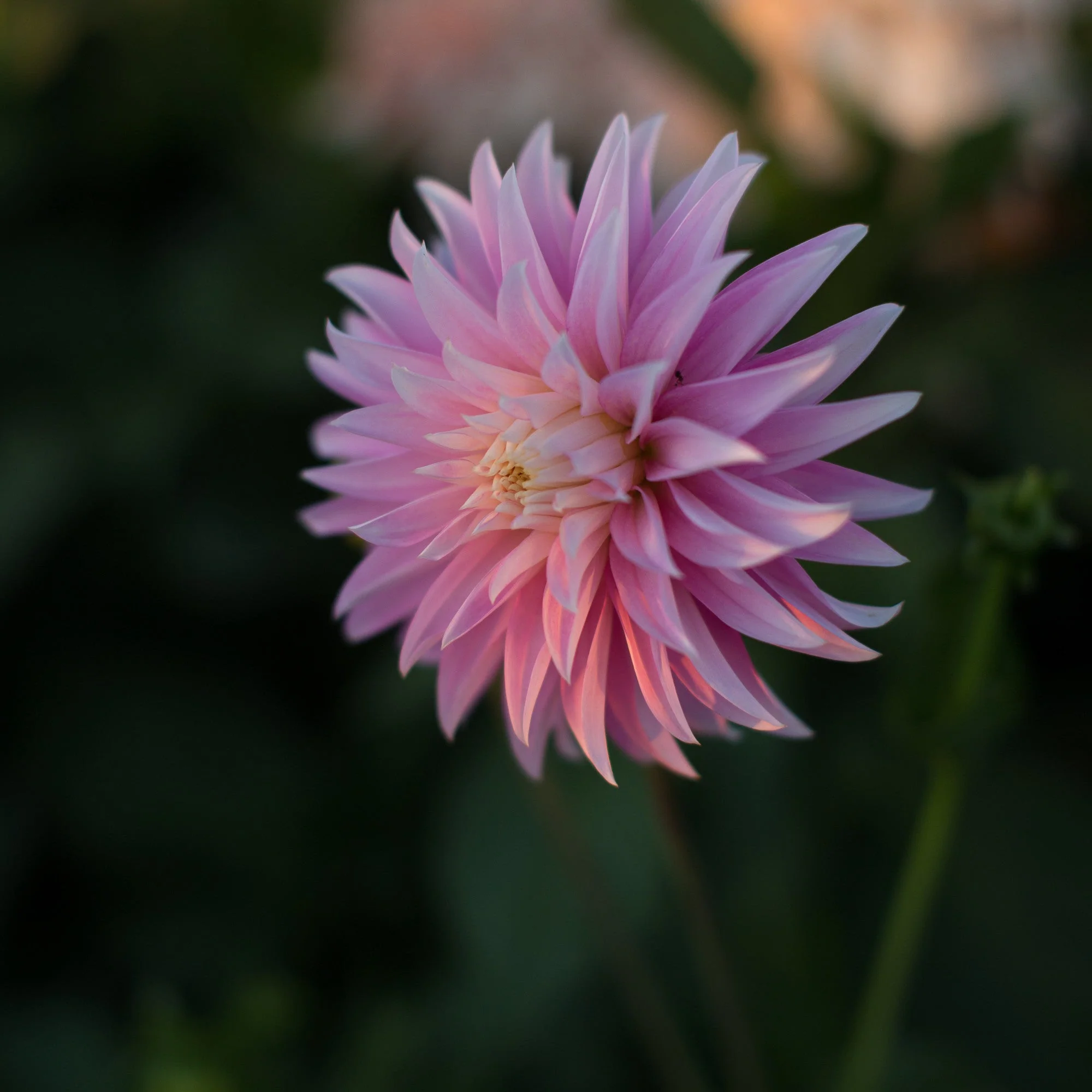 Dahlia Alloway Candy - Image 3