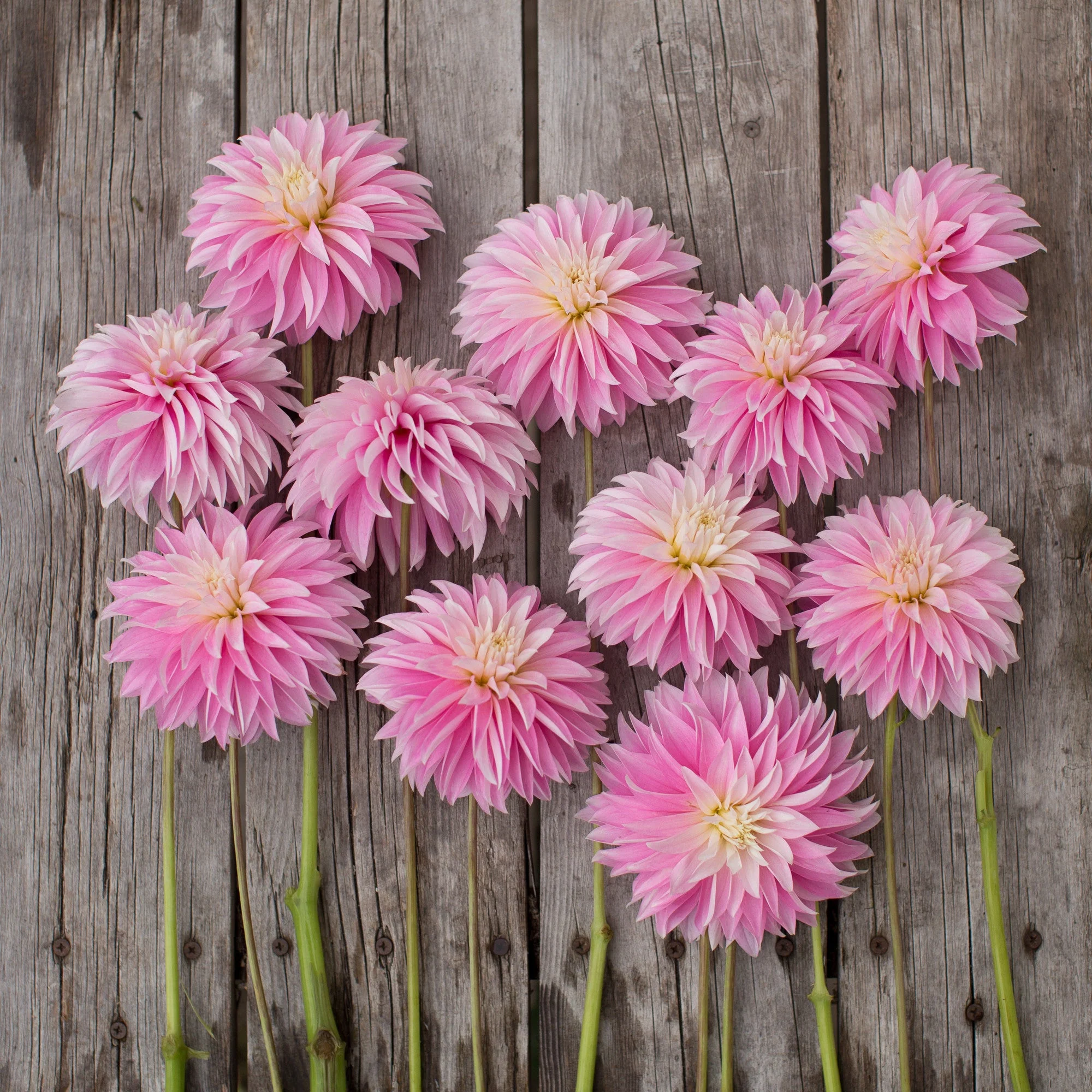 Dahlia Alloway Candy - Image 4