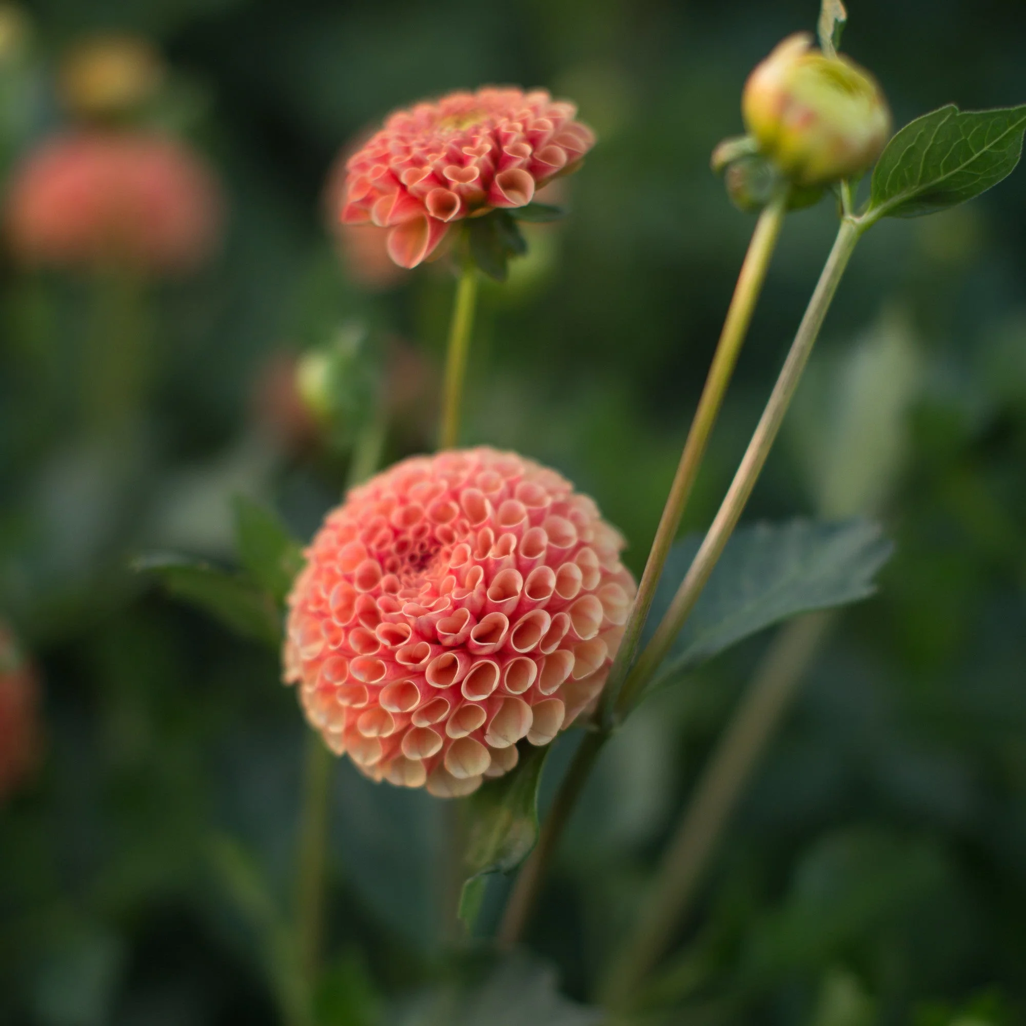 Dahlia Amber Queen - Image 2