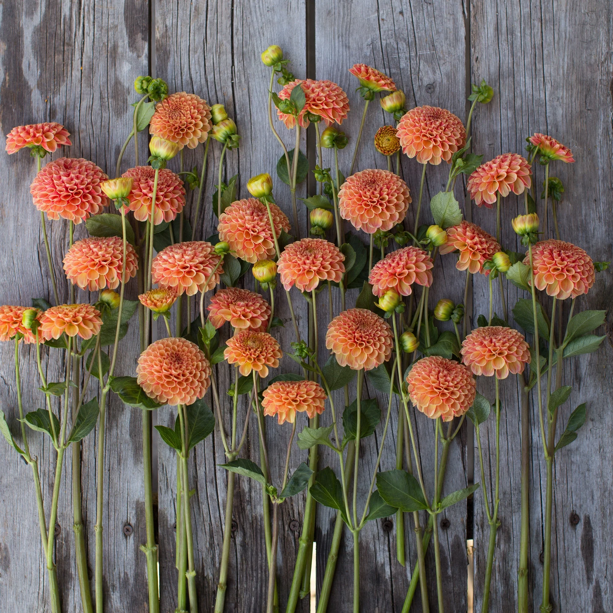Dahlia Amber Queen - Image 3