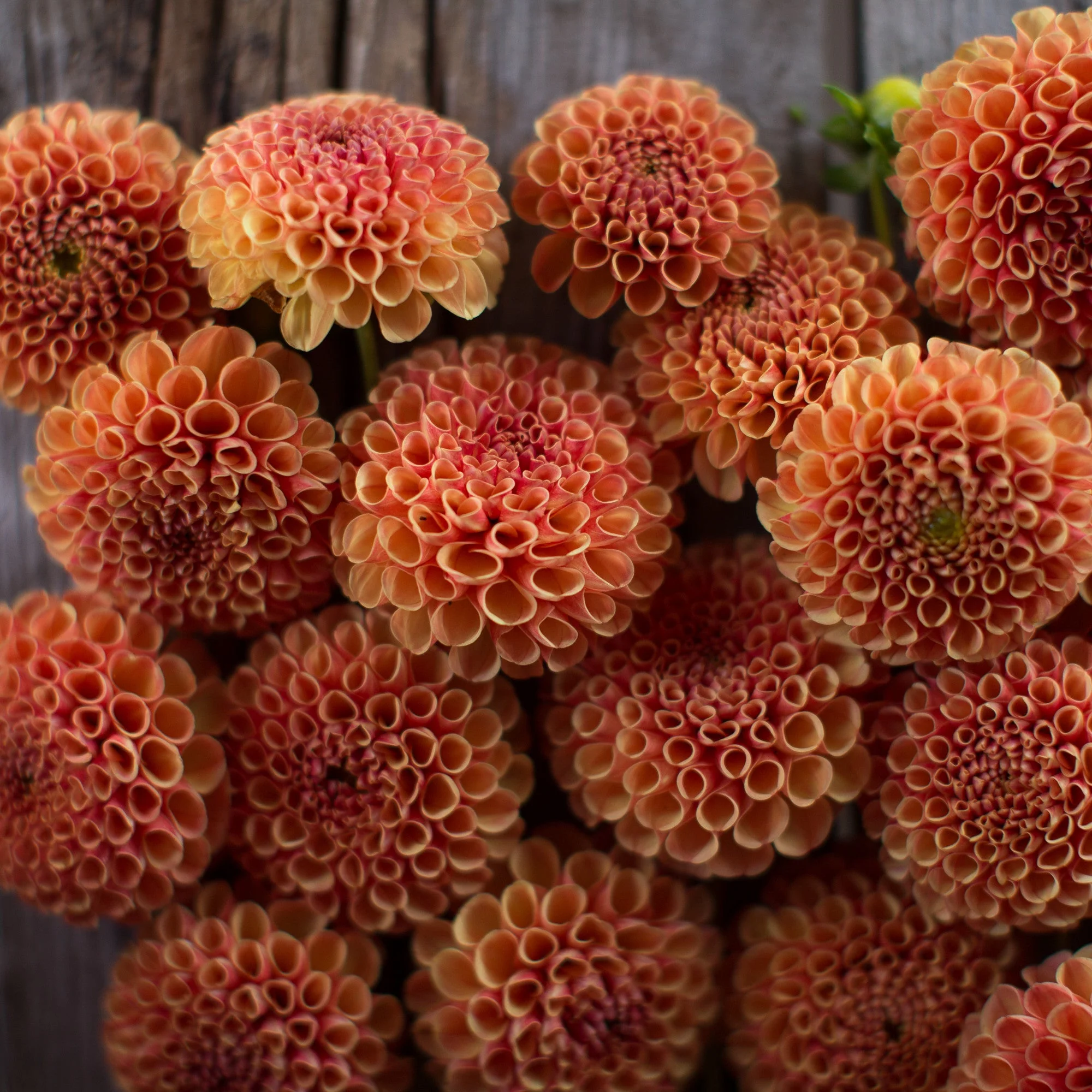 Dahlia Amber Queen - Image 4