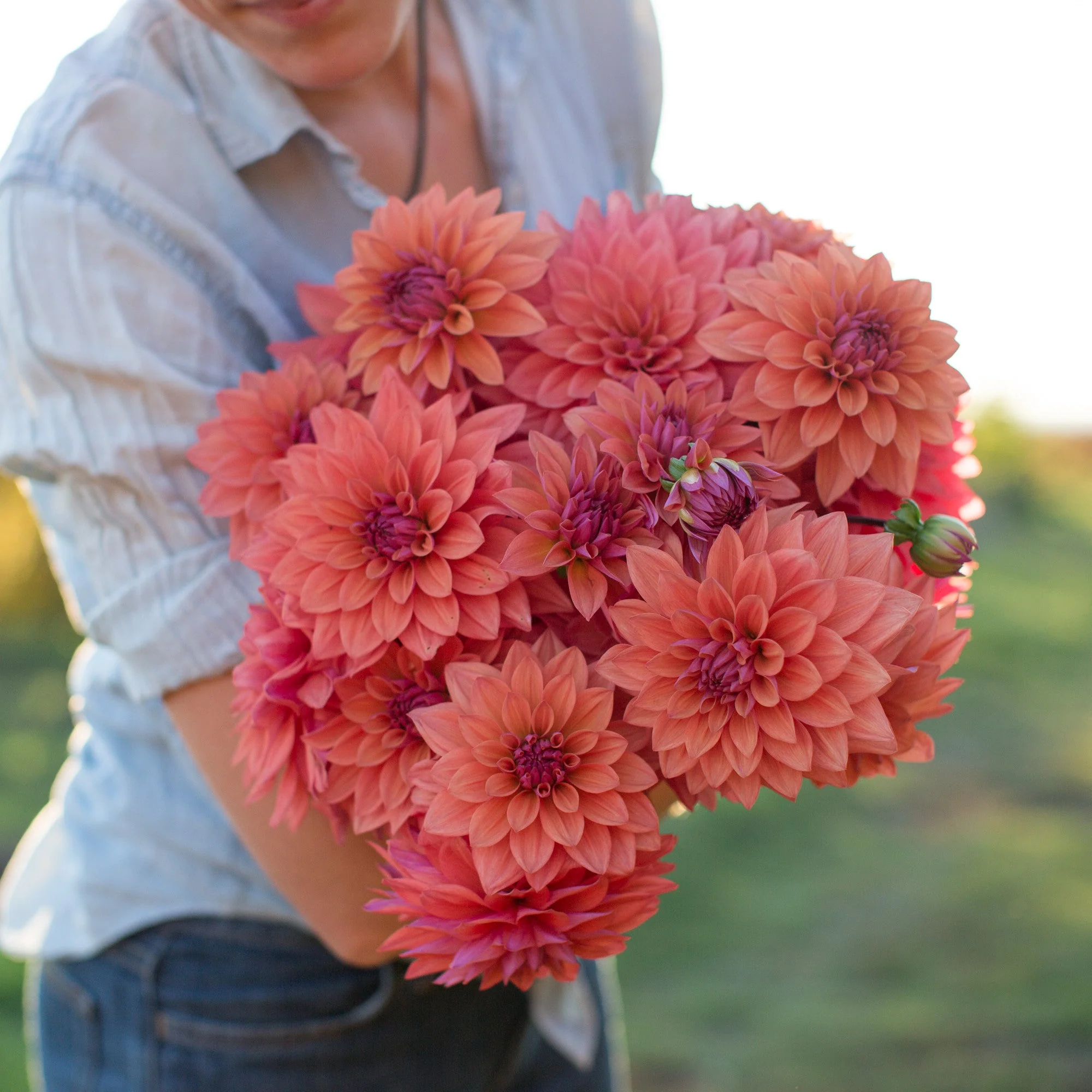 Dahlia American Dawn