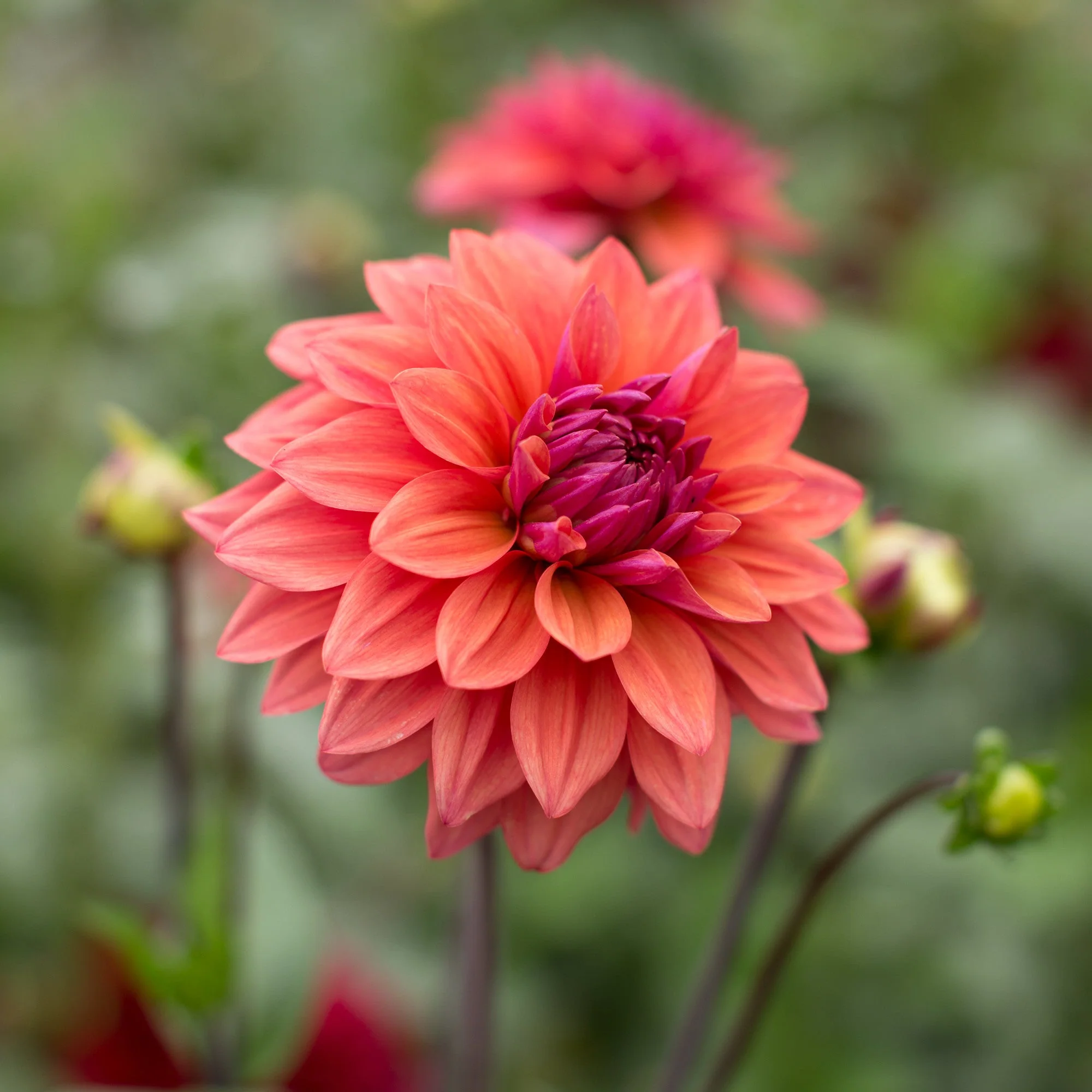 Dahlia American Dawn - Image 2