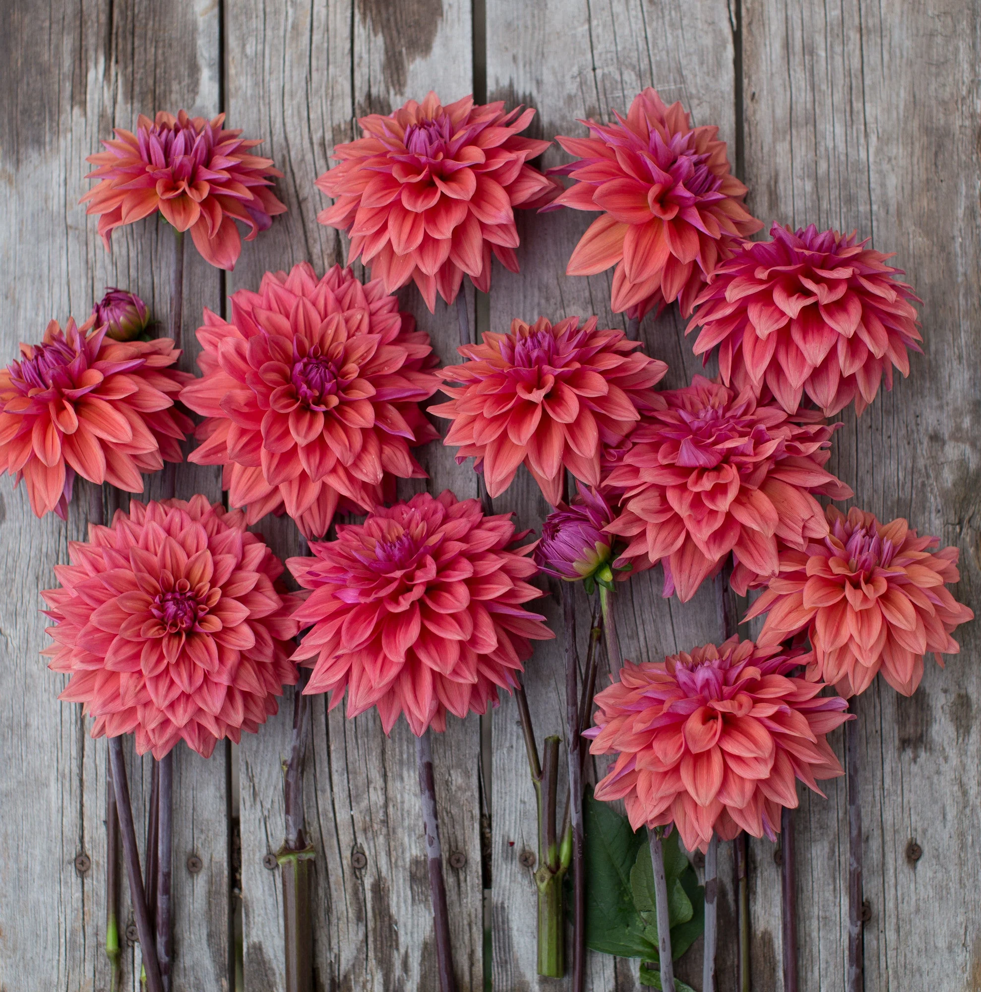 Dahlia American Dawn - Image 3