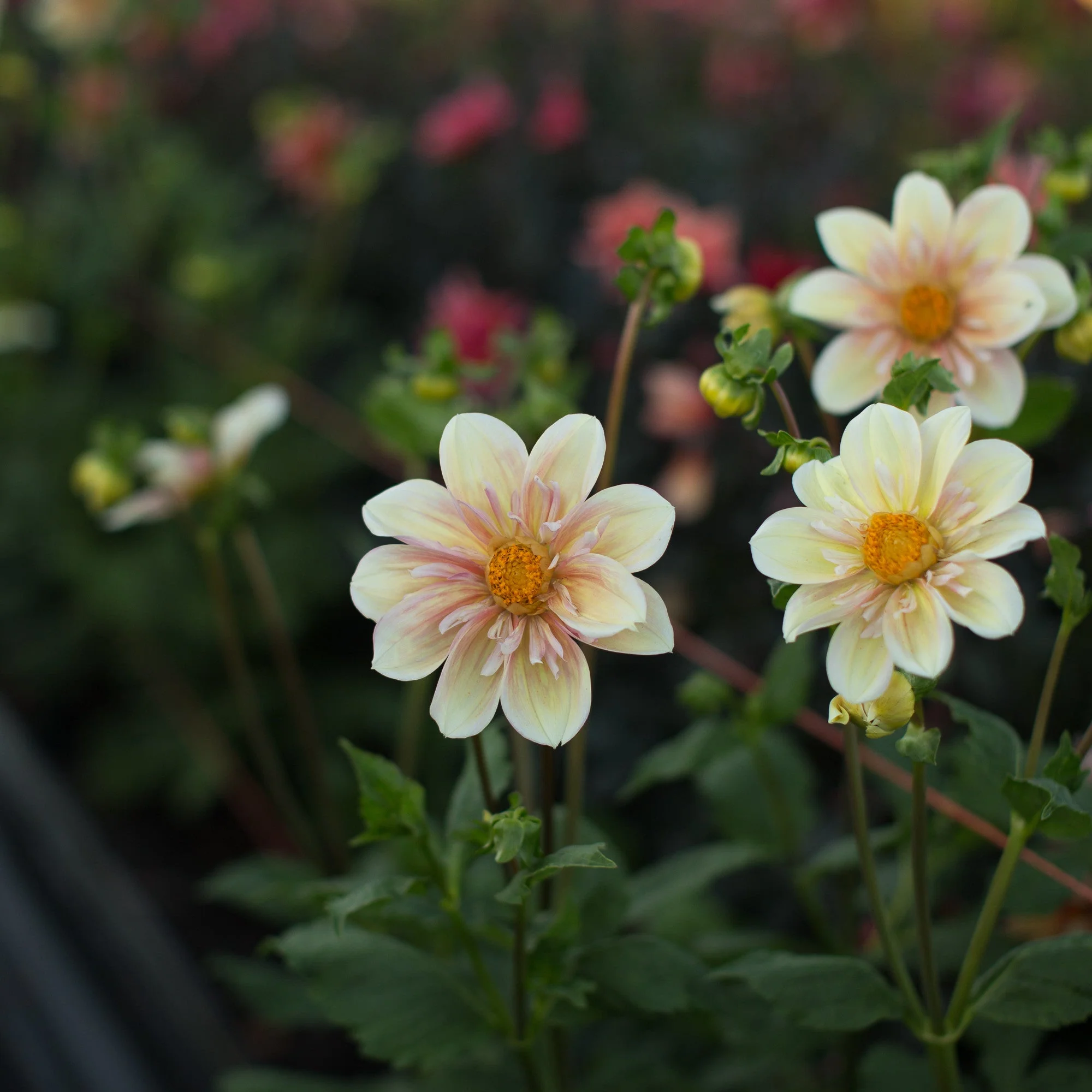 Dahlia Appleblossom - Image 2