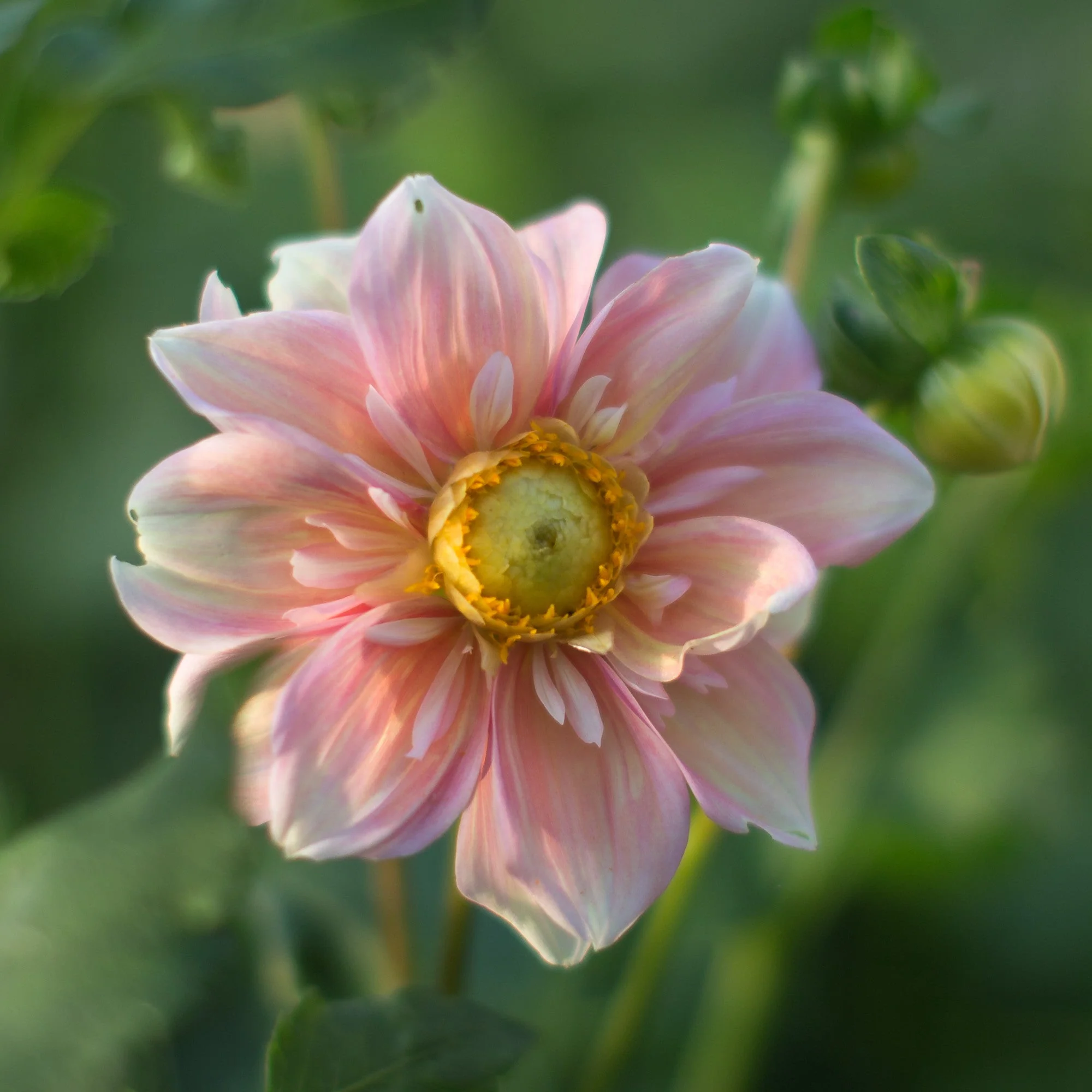 Dahlia Appleblossom - Image 3