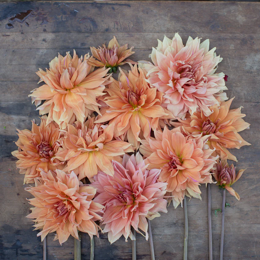 Dahlia Babylon Bronze - Image 2