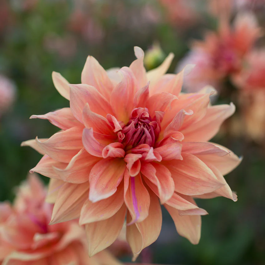 Dahlia Babylon Bronze - Image 3