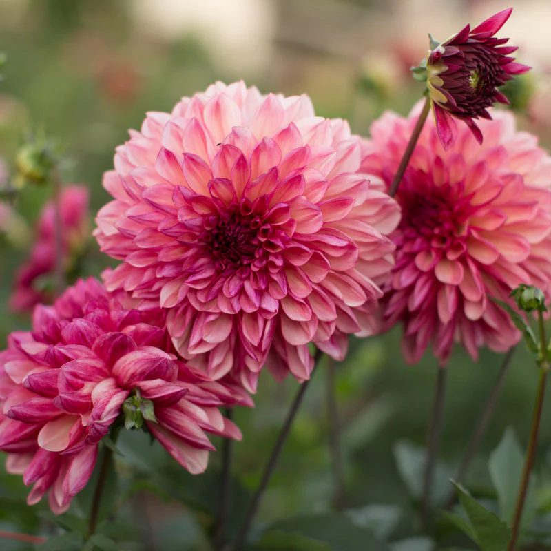 Dahlia Bacardi - Image 2