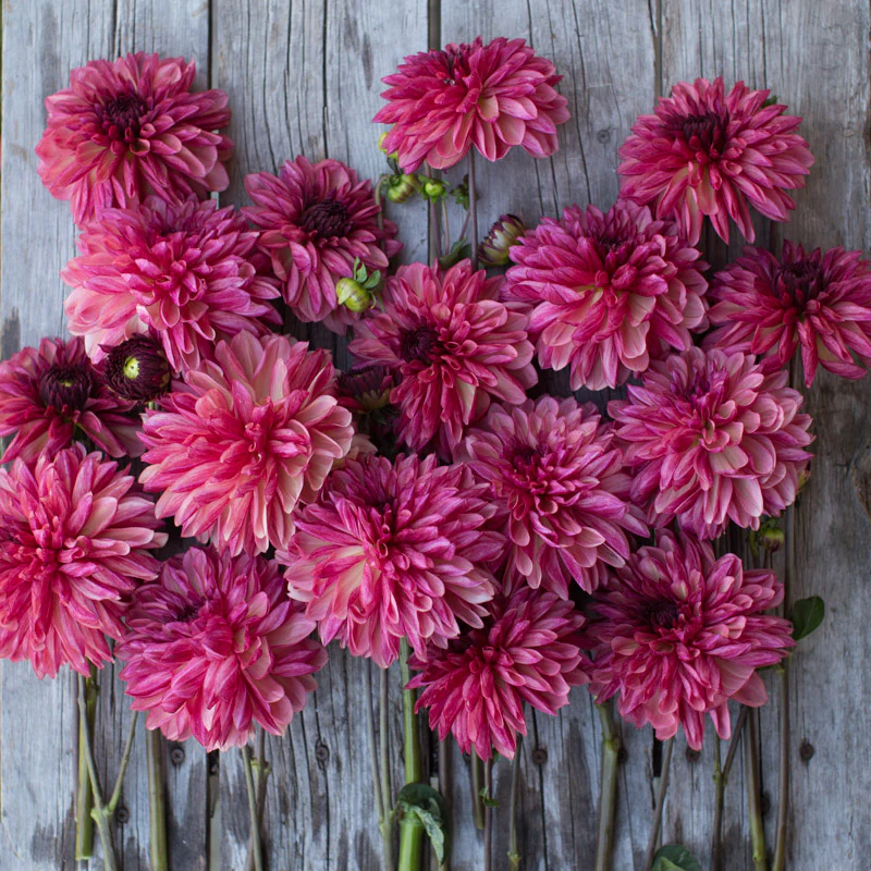 Dahlia Bacardi - Image 3