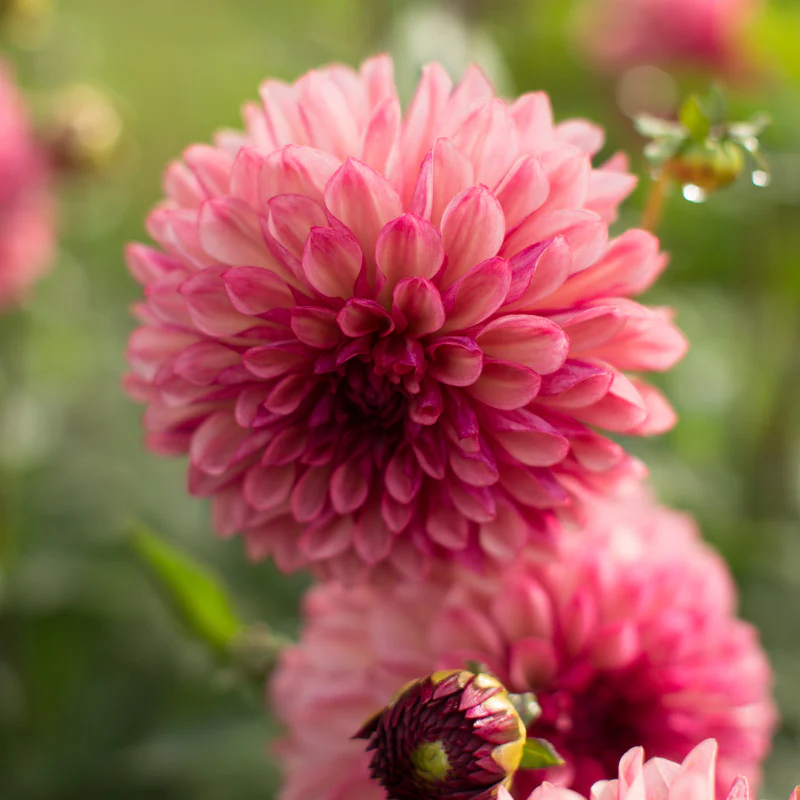 Dahlia Bacardi - Image 4
