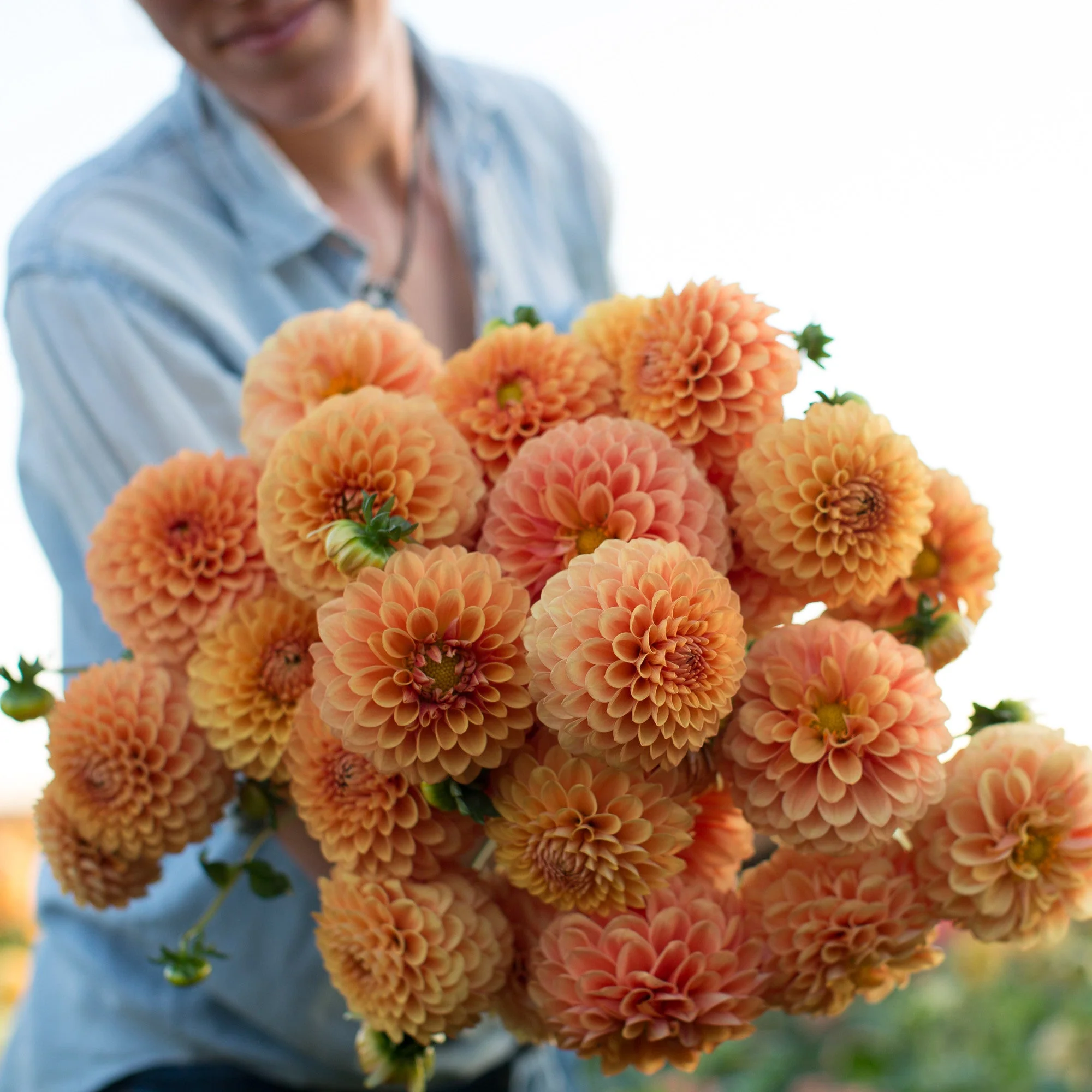 Dahlia Beatrice