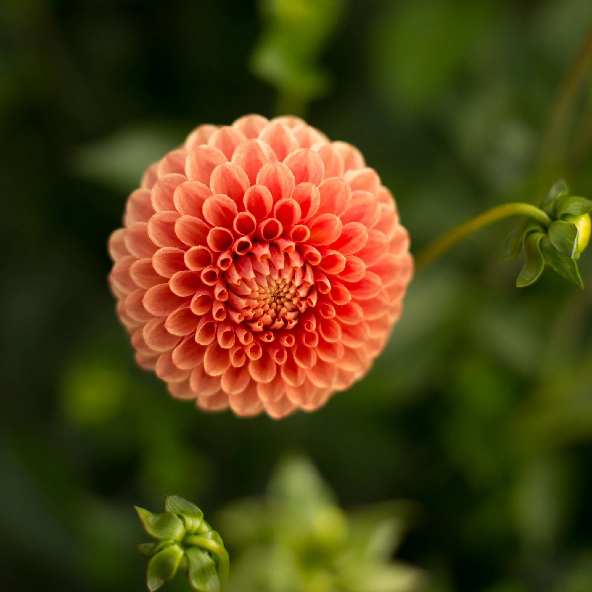 Dahlia Beatrice - Image 3