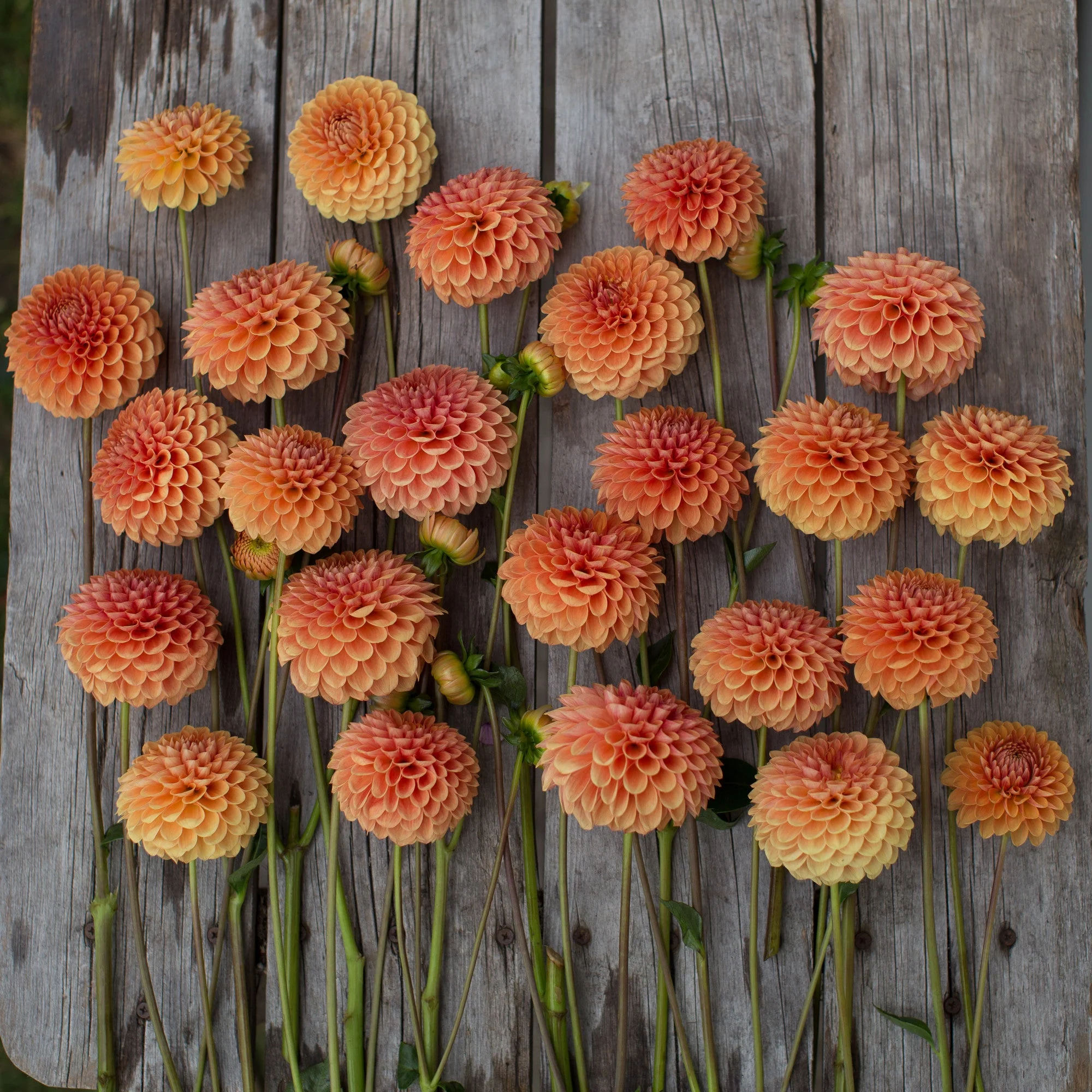 Dahlia Beatrice - Image 4