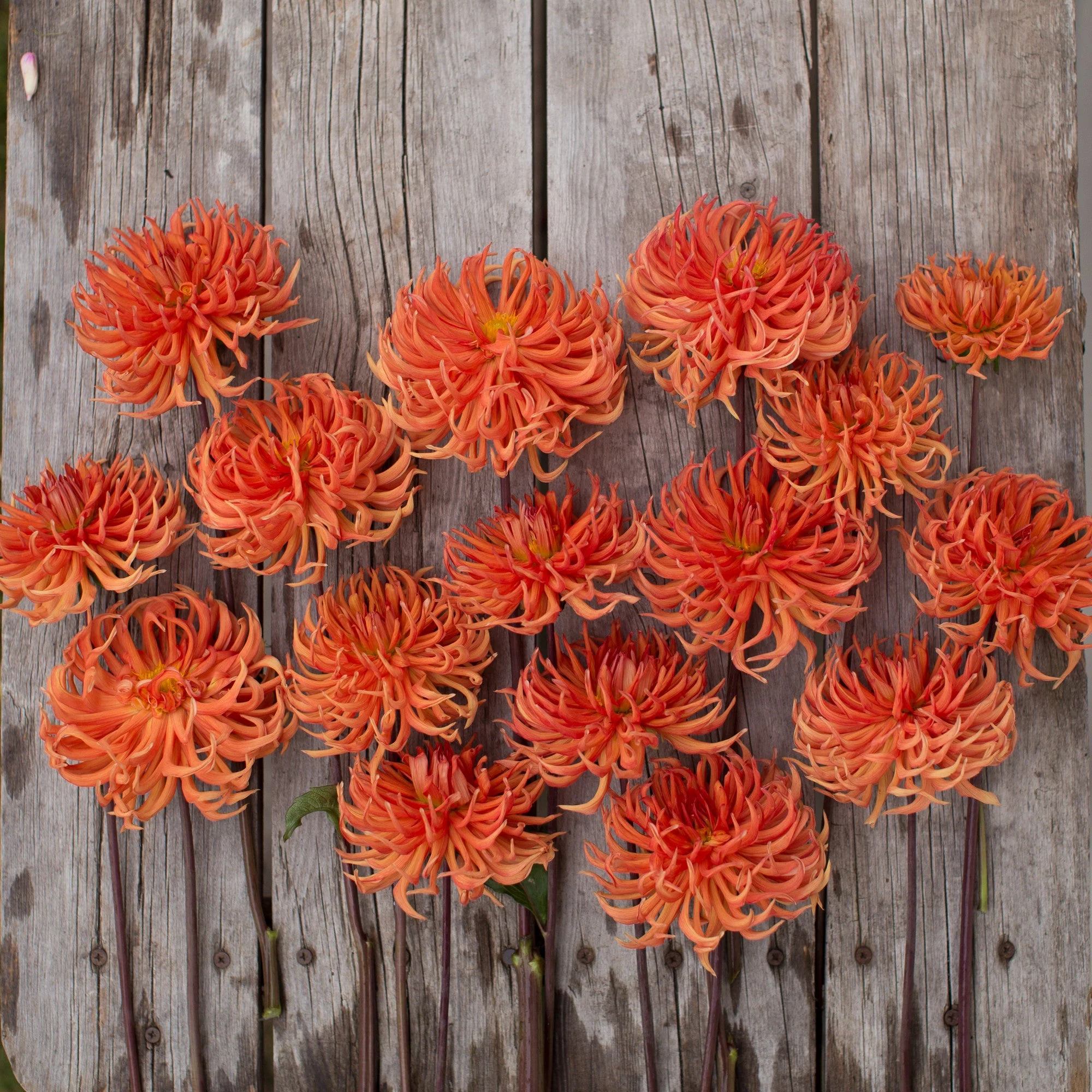 Dahlia Bed Head - Image 3