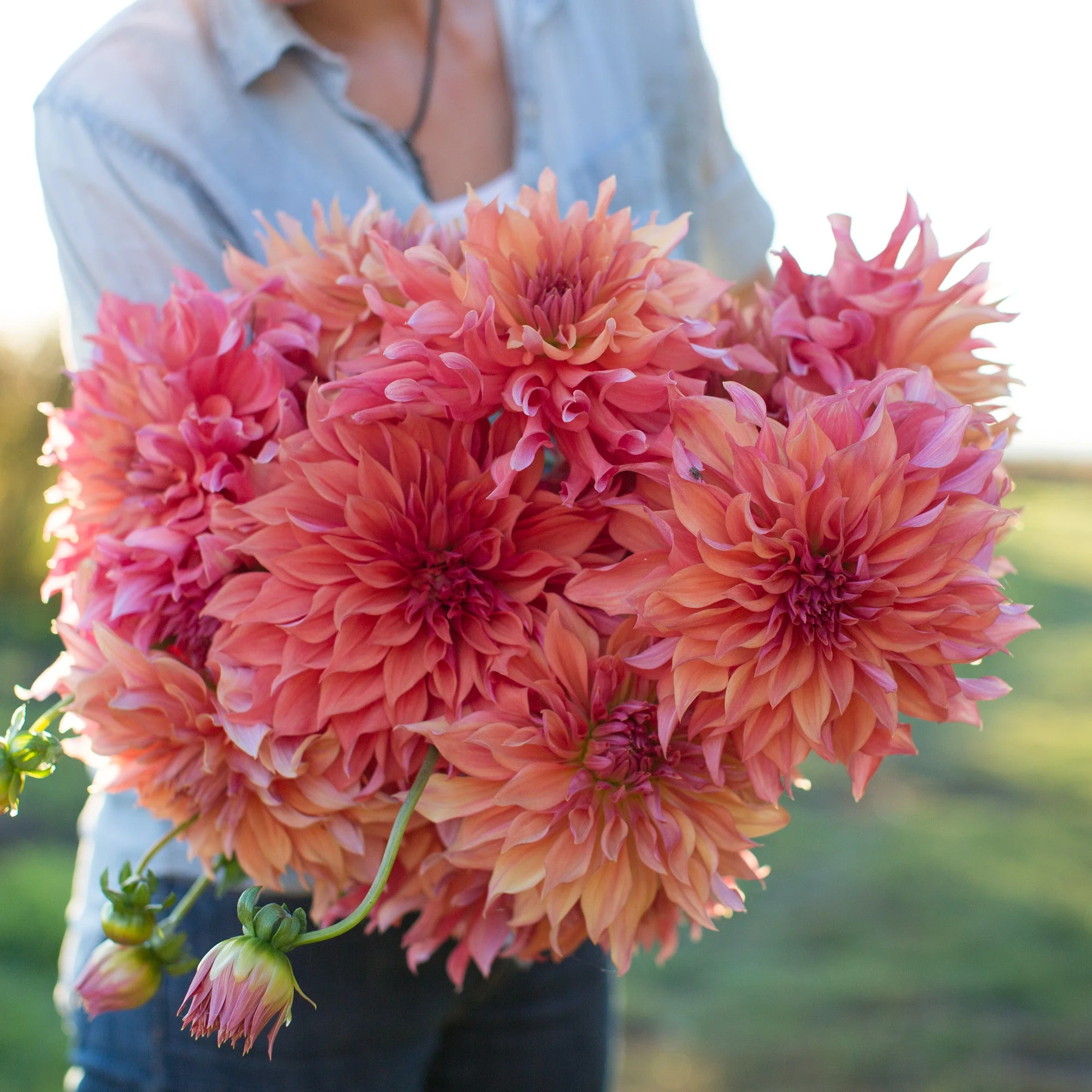 Dahlia Belle of Barmera