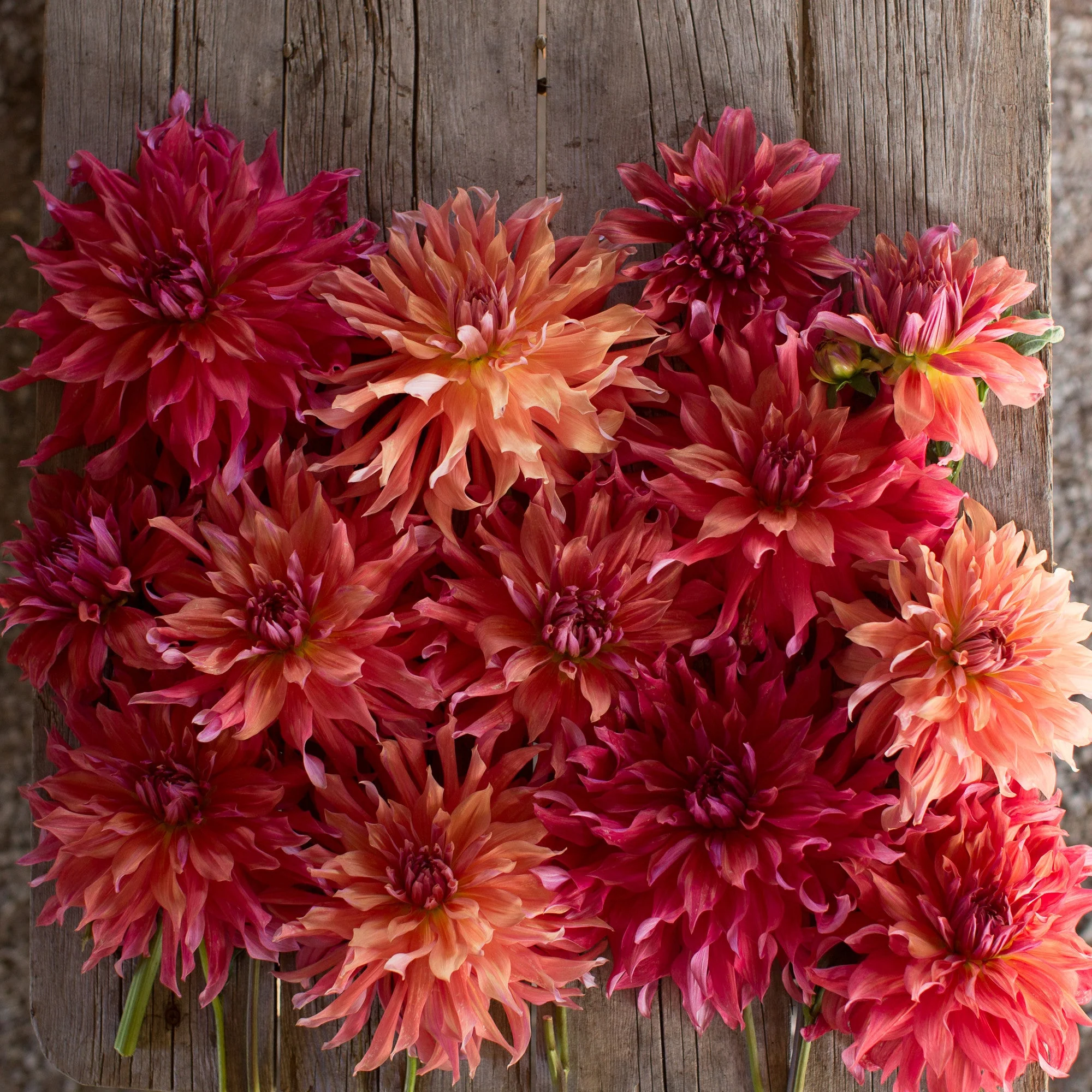 Dahlia Belle of Barmera - Image 2