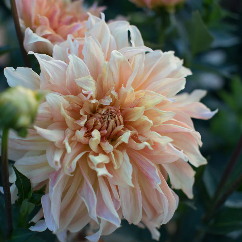 Dahlia Big Brother - Image 2
