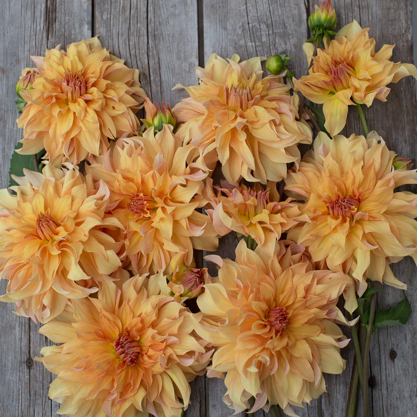 Dahlia Big Brother - Image 4