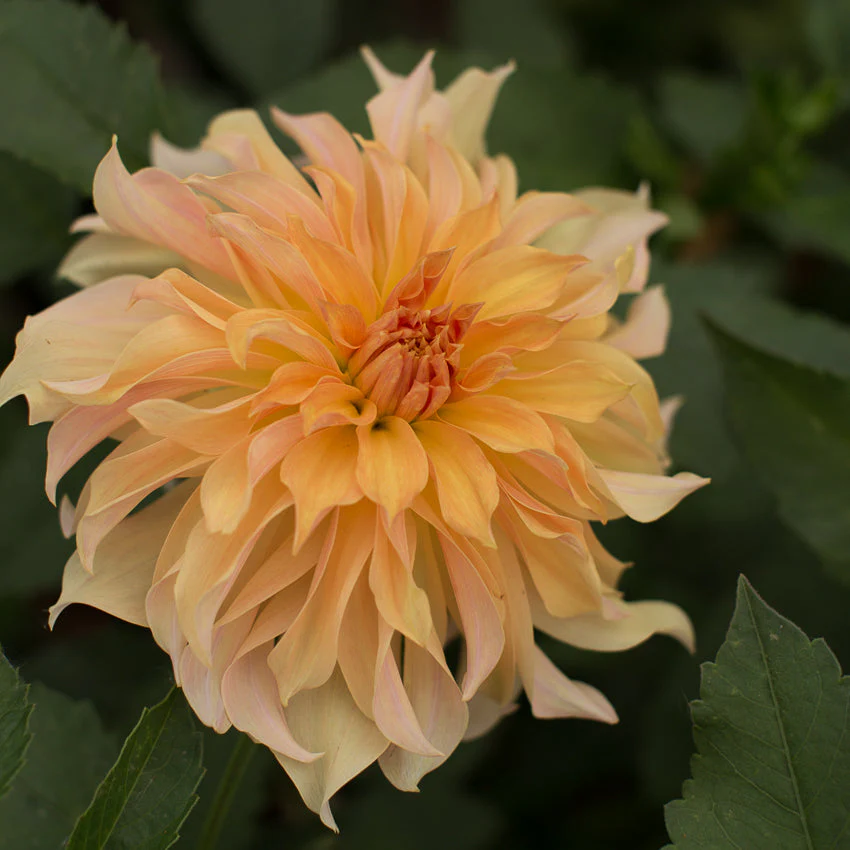 Dahlia Big Brother - Image 5