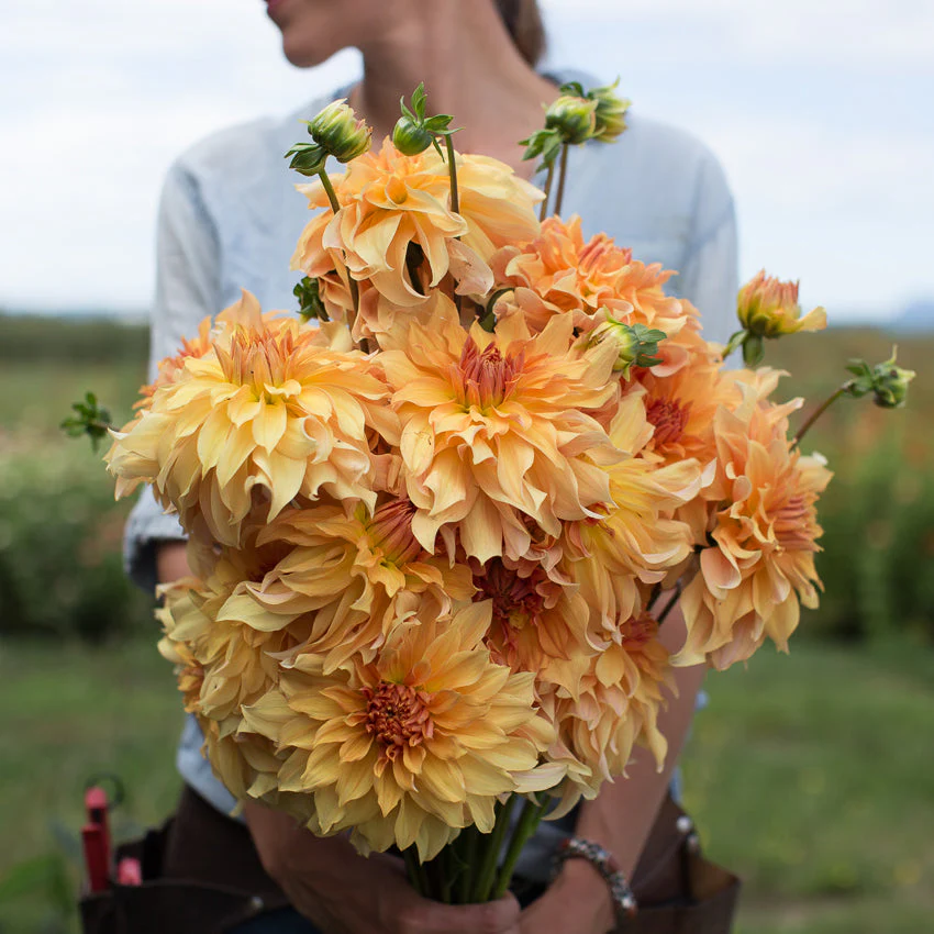 Dahlia Big Brother - Image 6