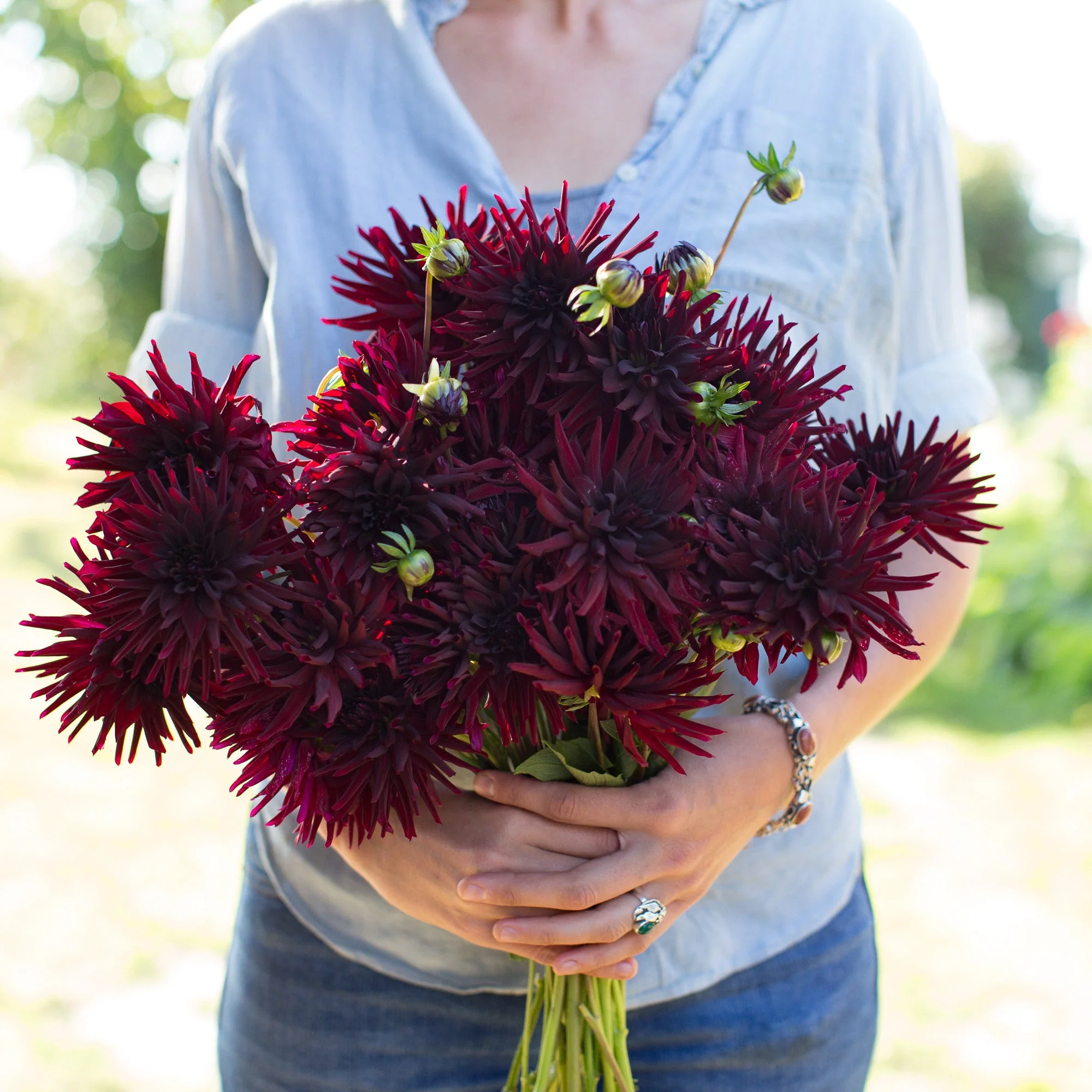 Dahlia Black Narcissus