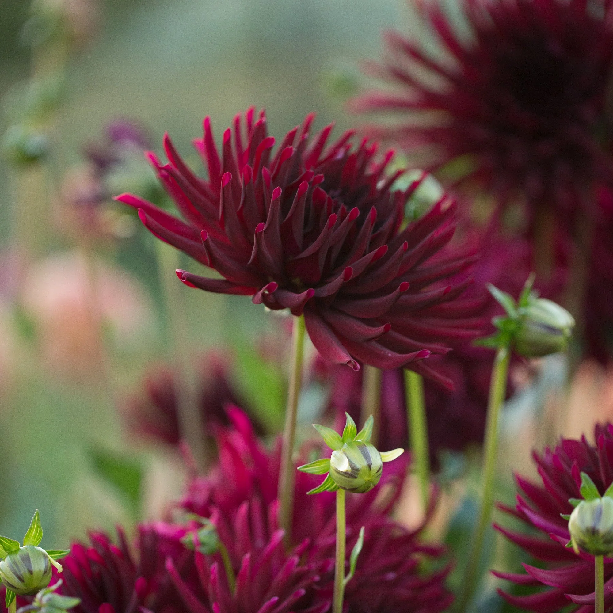Dahlia Black Narcissus - Image 2