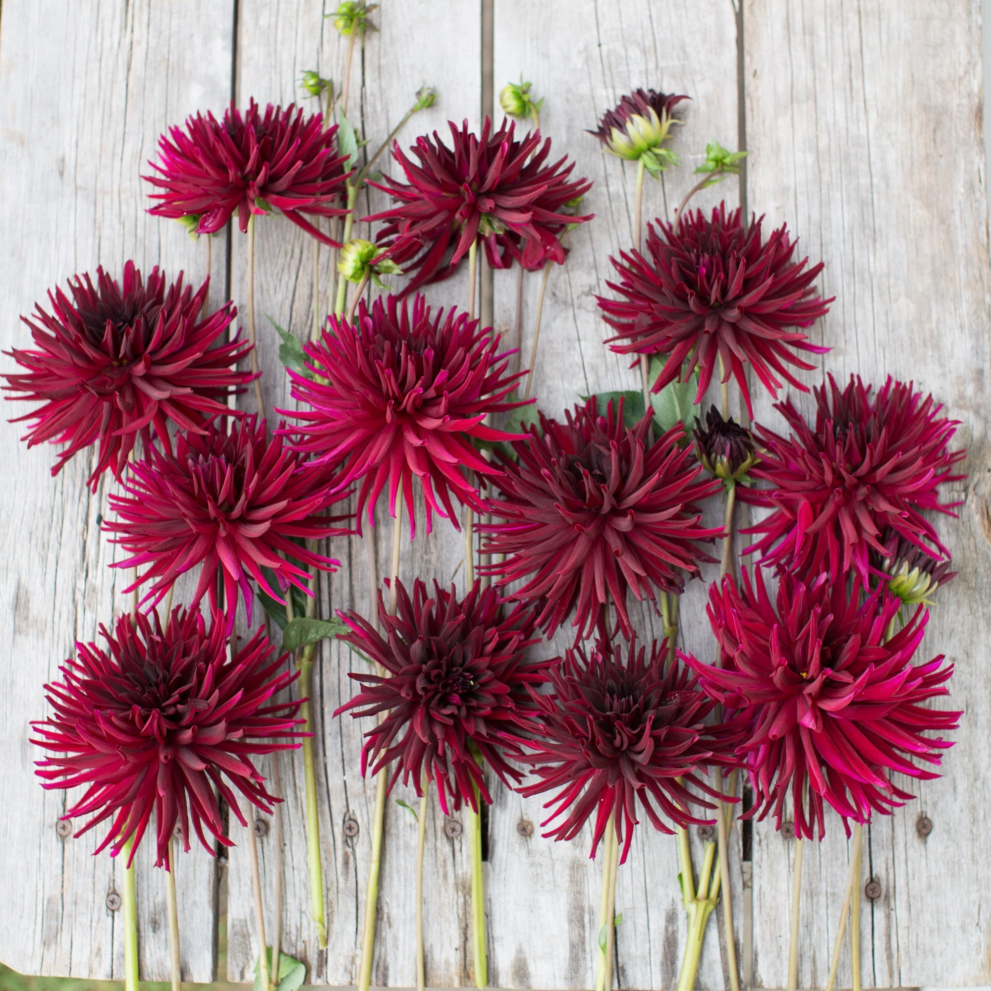 Dahlia Black Narcissus - Image 3
