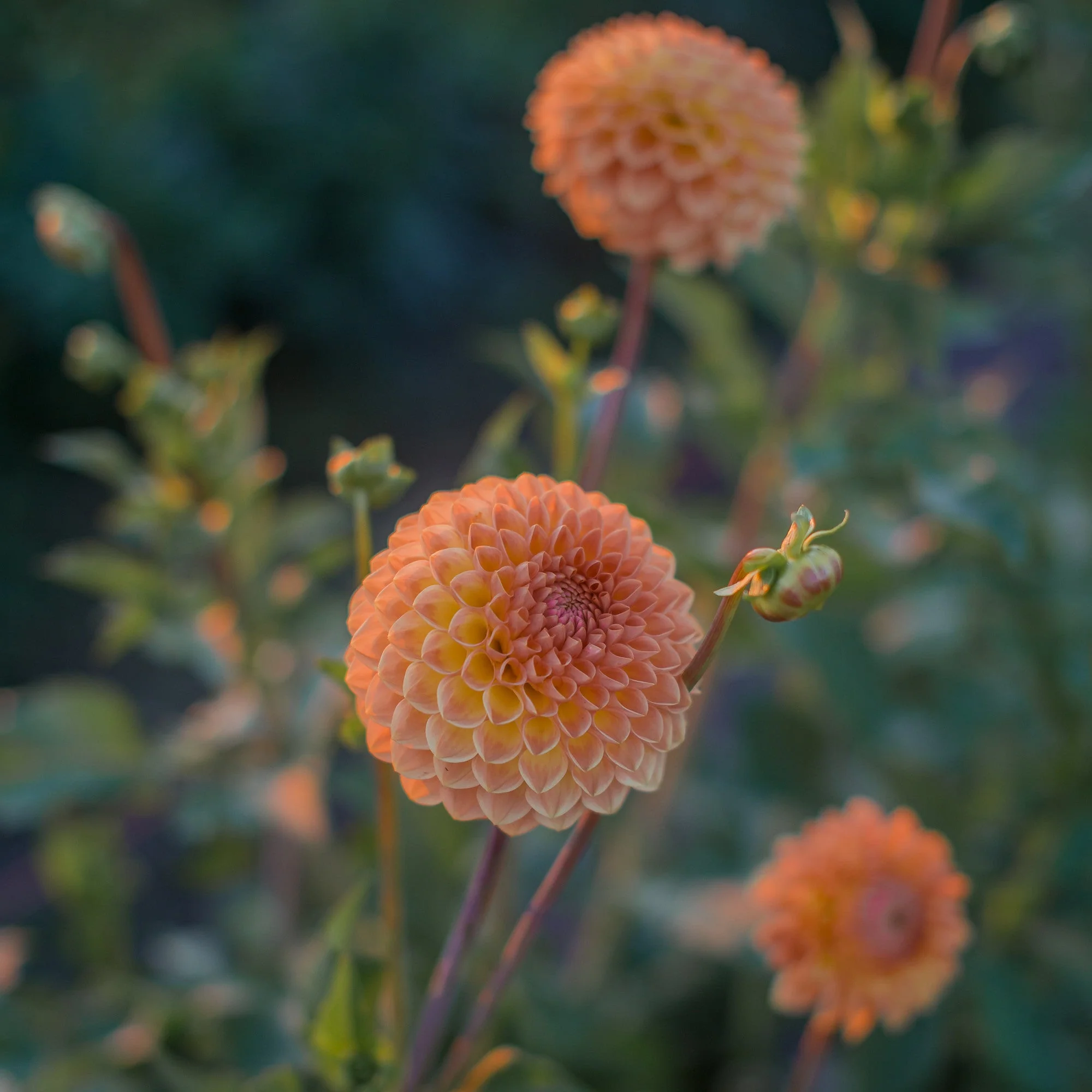 Dahlia Blyton Softer Gleam - Image 3