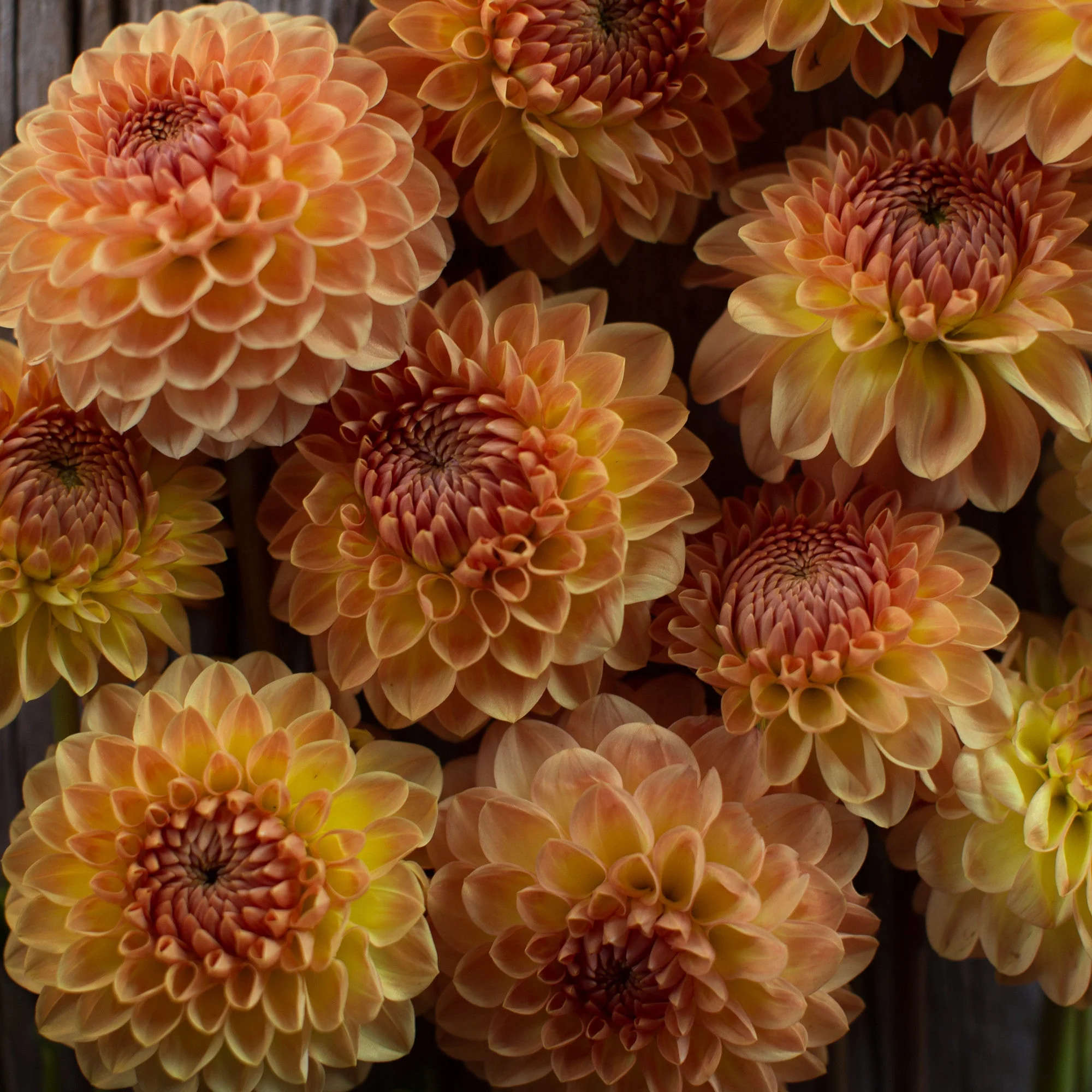 Dahlia Blyton Softer Gleam - Image 4
