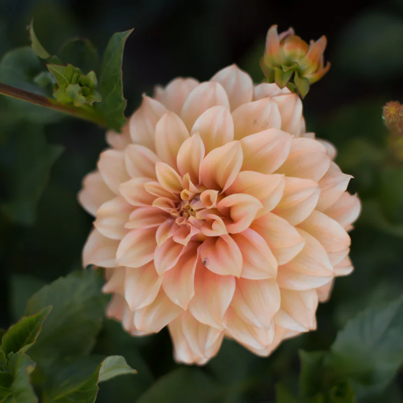 Dahlia Bracken Palomino - Image 2