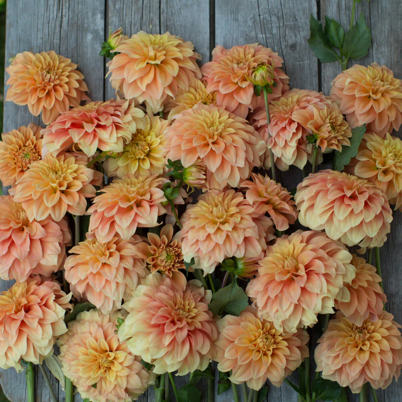 Dahlia Bracken Palomino - Image 3