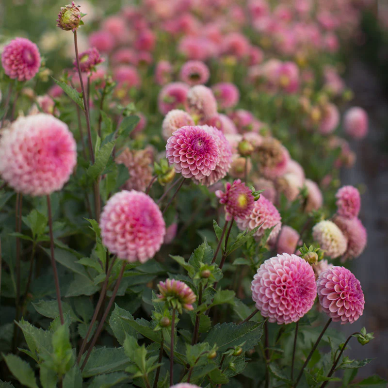 Dahlia Bracken Rose - Image 2