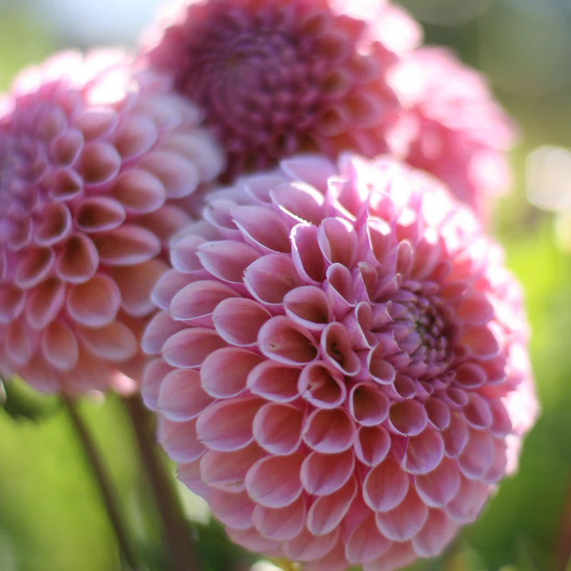 Dahlia Bracken Rose - Image 3