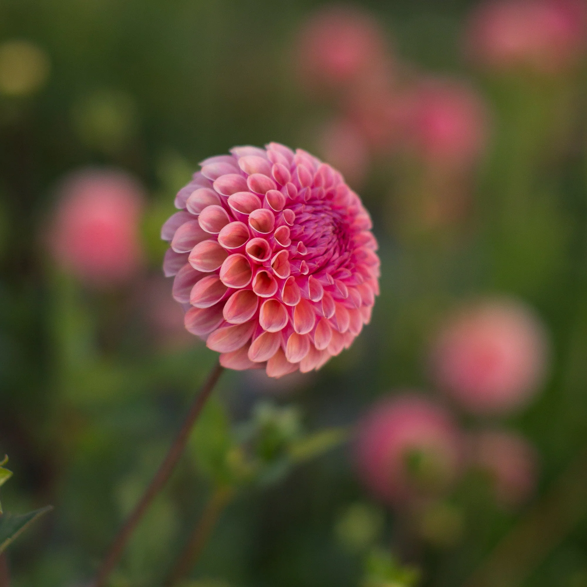 Dahlia Bracken Rose - Image 4