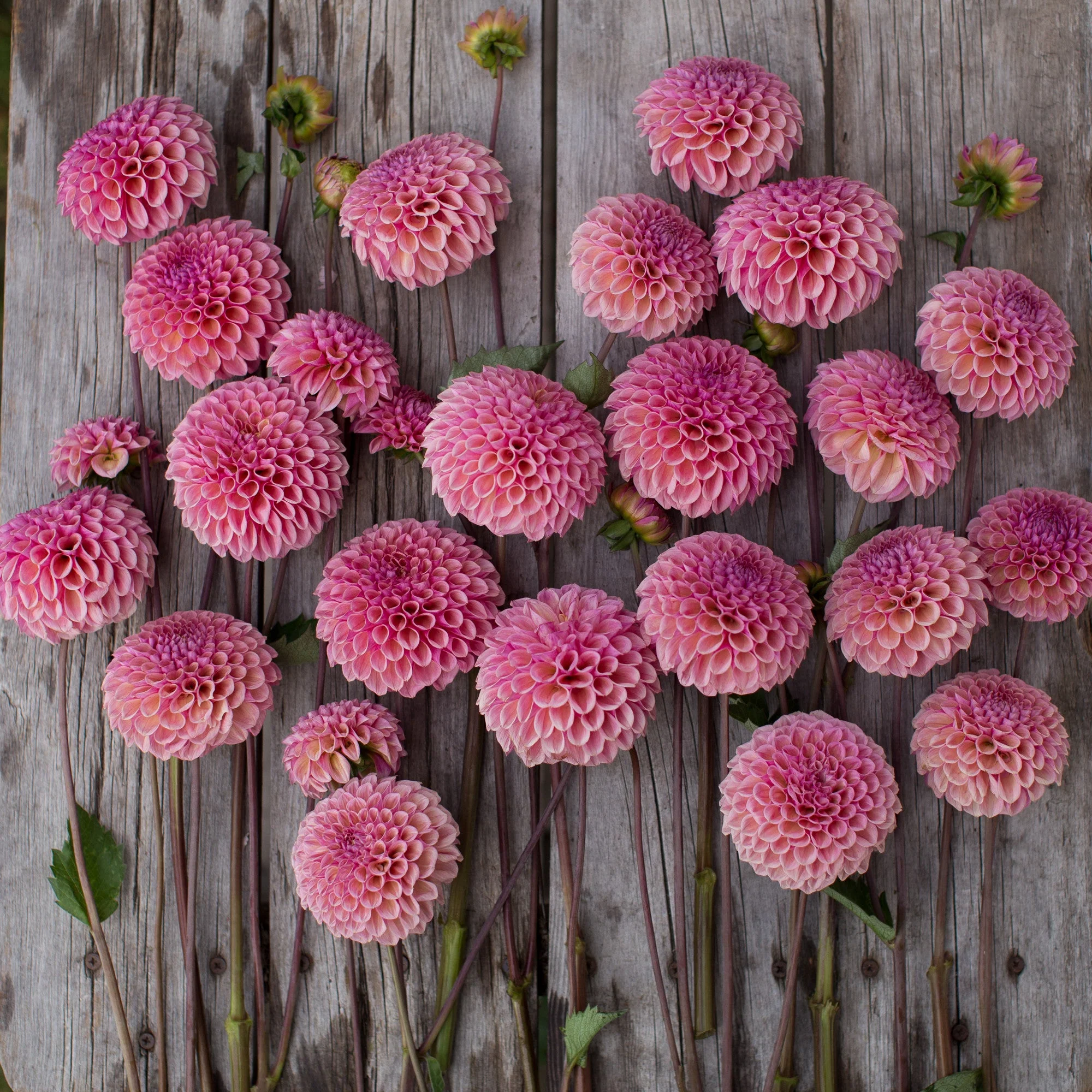 Dahlia Bracken Rose - Image 5