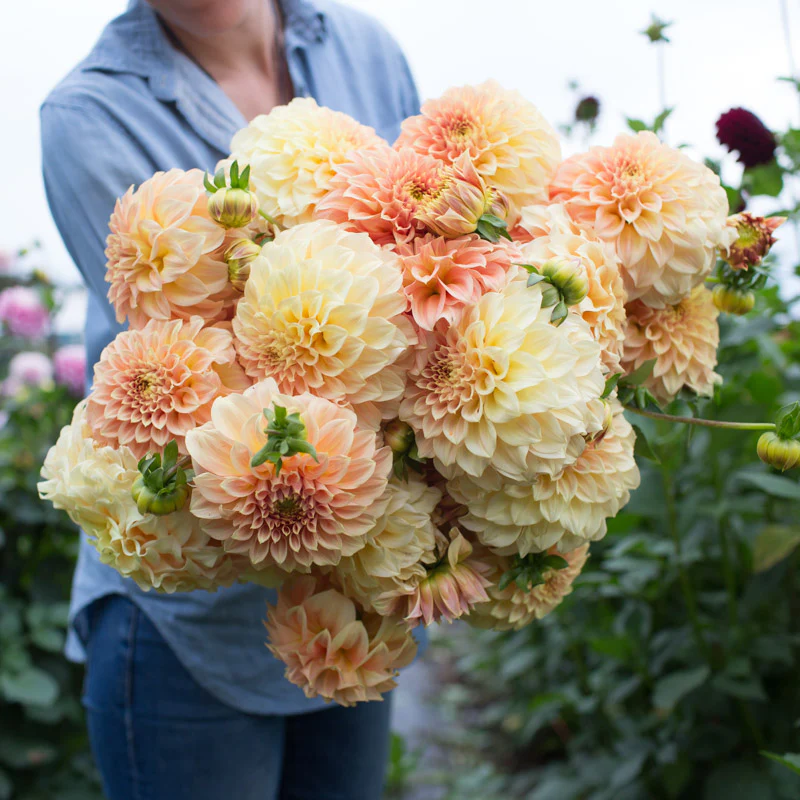Dahlia Bracken Sarah