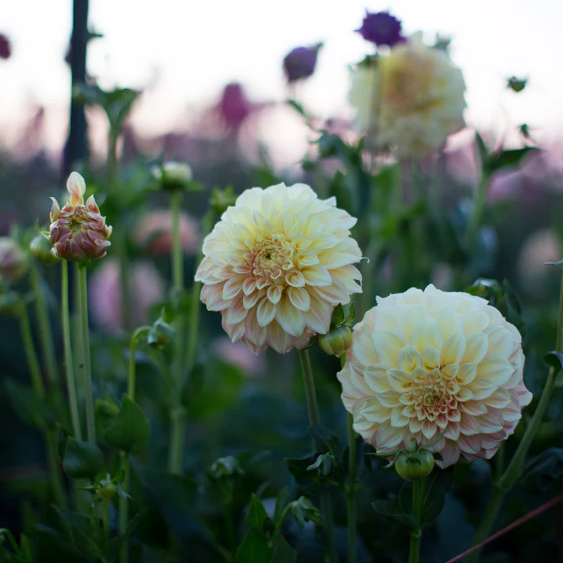 Dahlia Bracken Sarah - Image 2