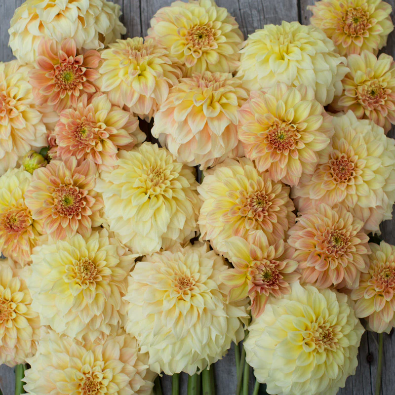 Dahlia Bracken Sarah - Image 3