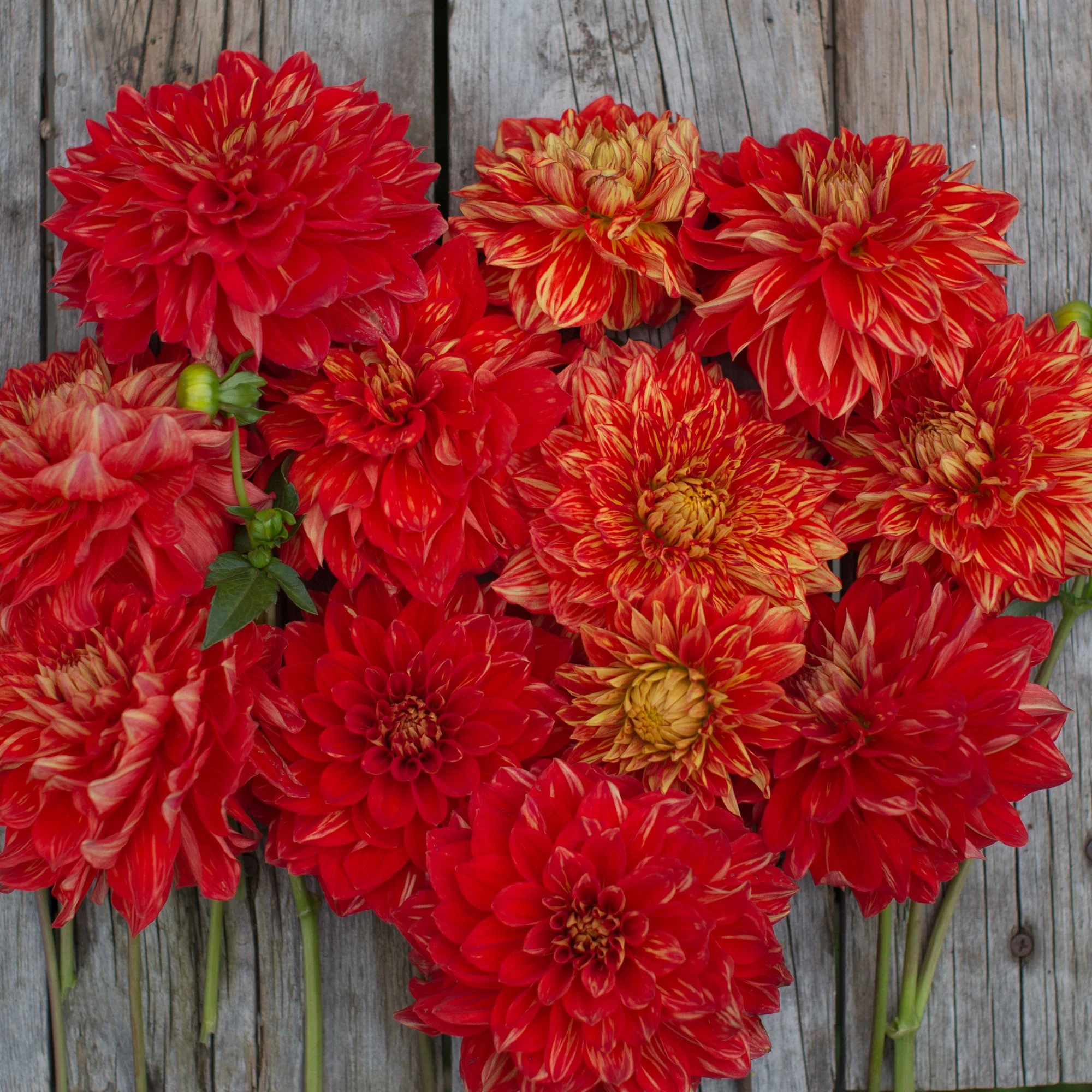 Dahlia Caliente - Image 2