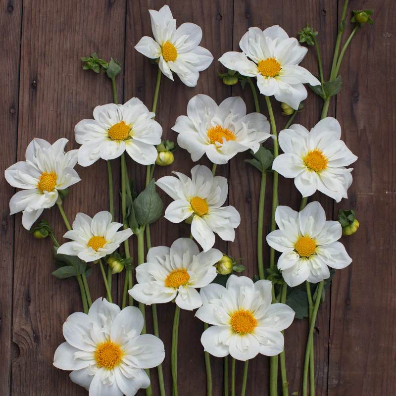 Dahlia Cherubino