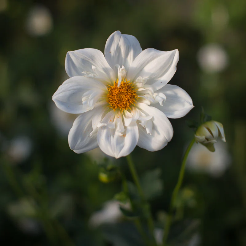 Dahlia Cherubino - Image 2
