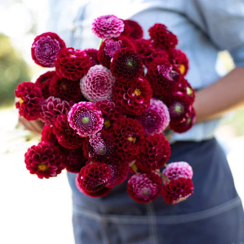 Dahlia Chick A Dee