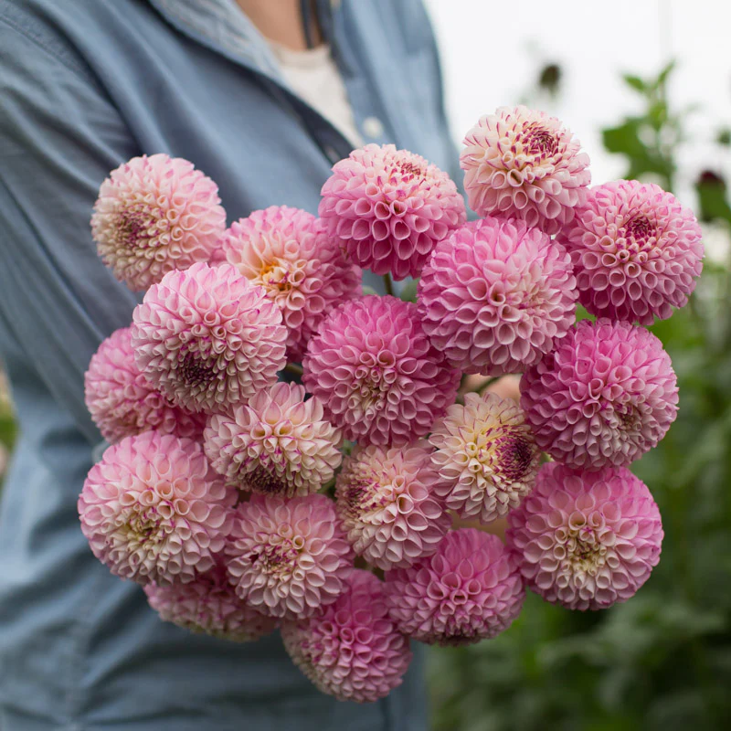 Dahlia Chimacum Davi