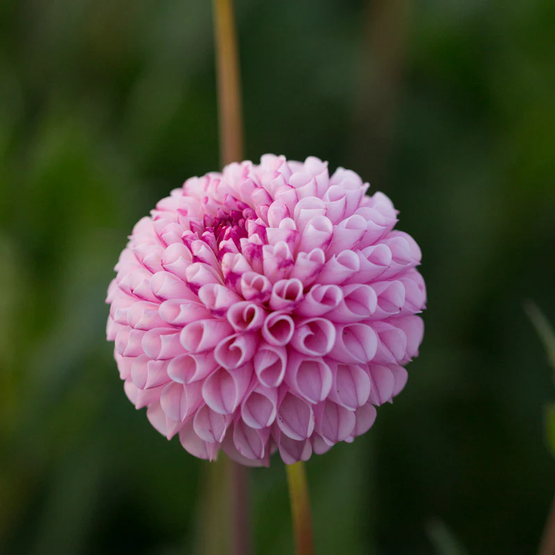 Dahlia Chimacum Davi - Image 2