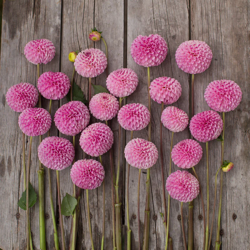 Dahlia Chimacum Davi - Image 3